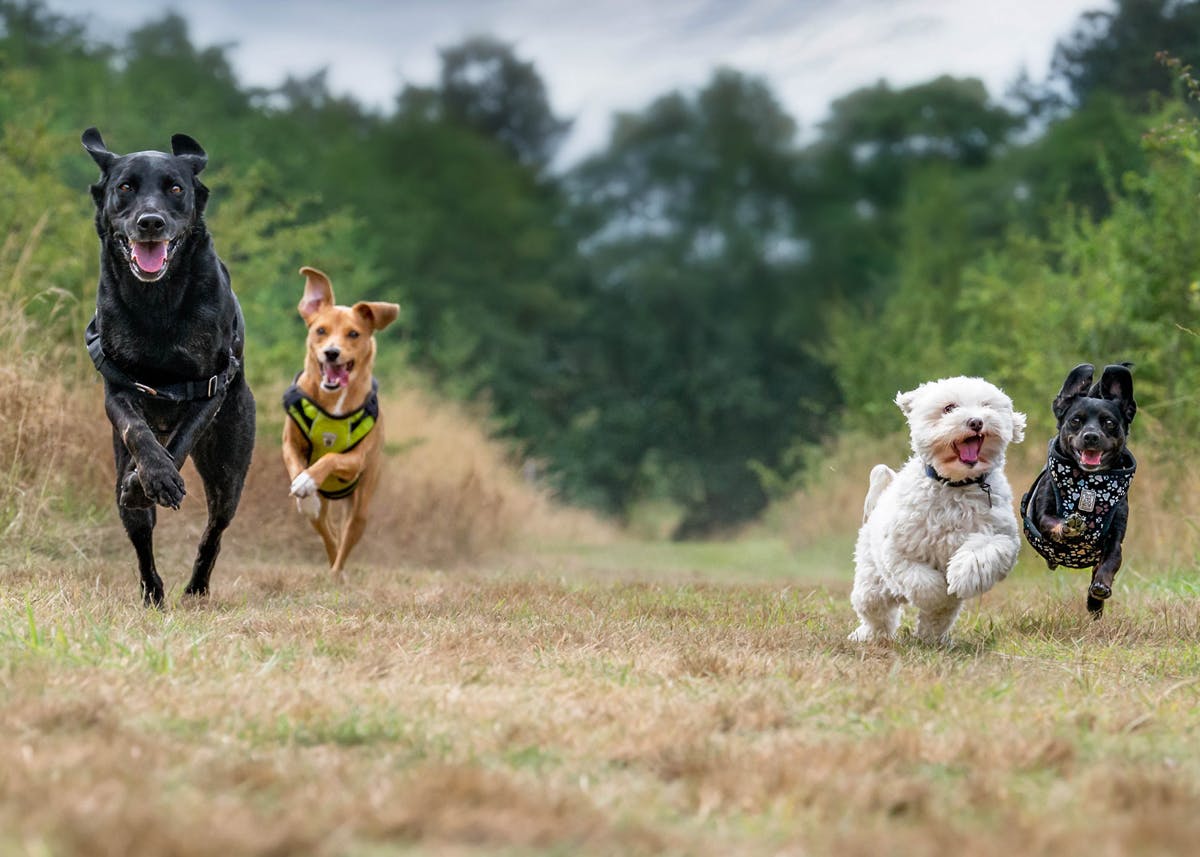 Heartbreak for dog owners: Popular breed more prone now to cancer – Boston  25 News